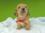 Miniature-Dachshund226 Miniature-Dachshund226