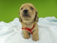 Miniature-Dachshund230 Miniature-Dachshund230