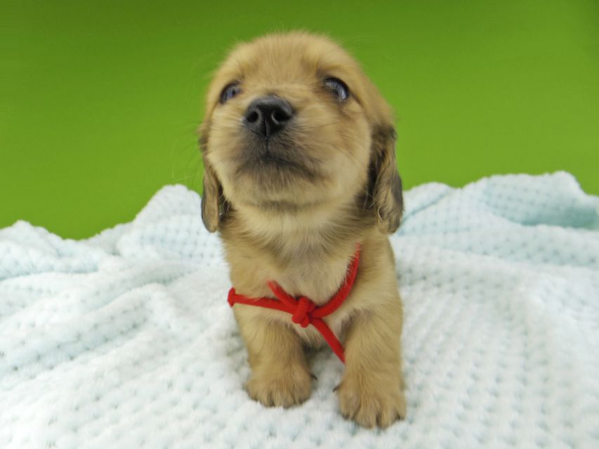 ミニチュアダックスフンド メイプルhp & 竹千代の子犬 イエロー（クリーム） 女の子