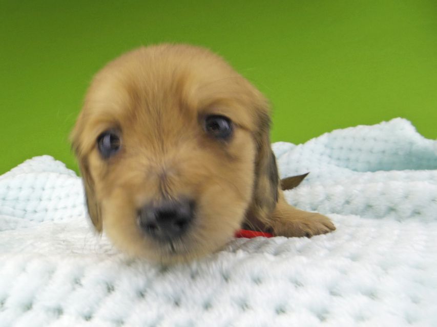 ミニチュアダックスフンド メイプルhp & 竹千代の子犬 イエロー（クリーム） 女の子