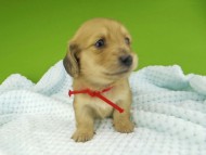 Miniature-Dachshund238 Miniature-Dachshund238