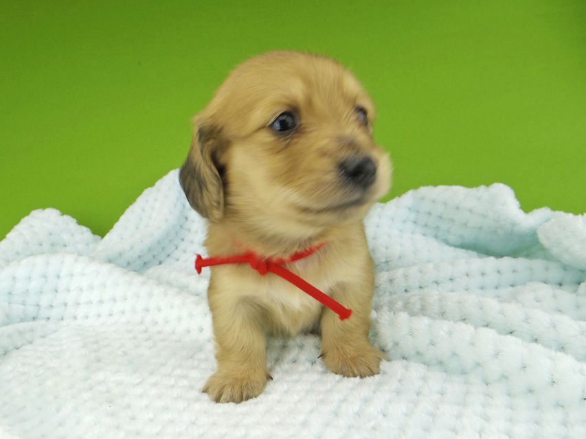 ミニチュアダックスフンド メイプルhp & 竹千代の子犬 イエロー（クリーム） 女の子