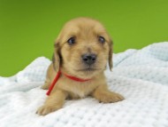 Miniature-Dachshund240 Miniature-Dachshund240