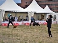 Miniature-Dachshund24