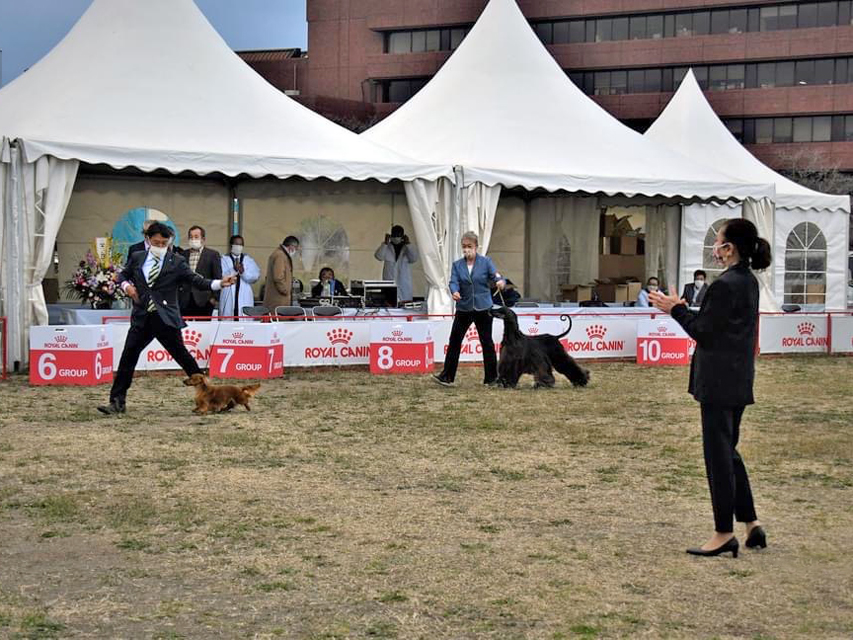 ミニチュアダックスフンド まもる ドッグショー