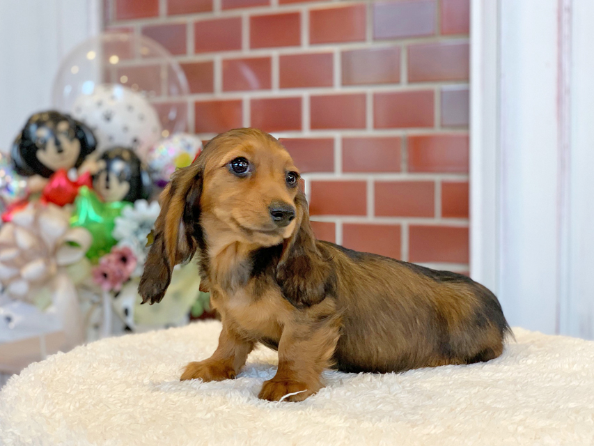 ミニチュアダックスフンド ルーシー & ジムダンデイの子犬 レッド 女の子(1)Miniature-Dachshund24 ミニチュアダックスフンド ルーシー & ジムダンデイの子犬 レッド 女の子(1)