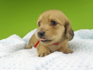 Miniature-Dachshund249 Miniature-Dachshund249