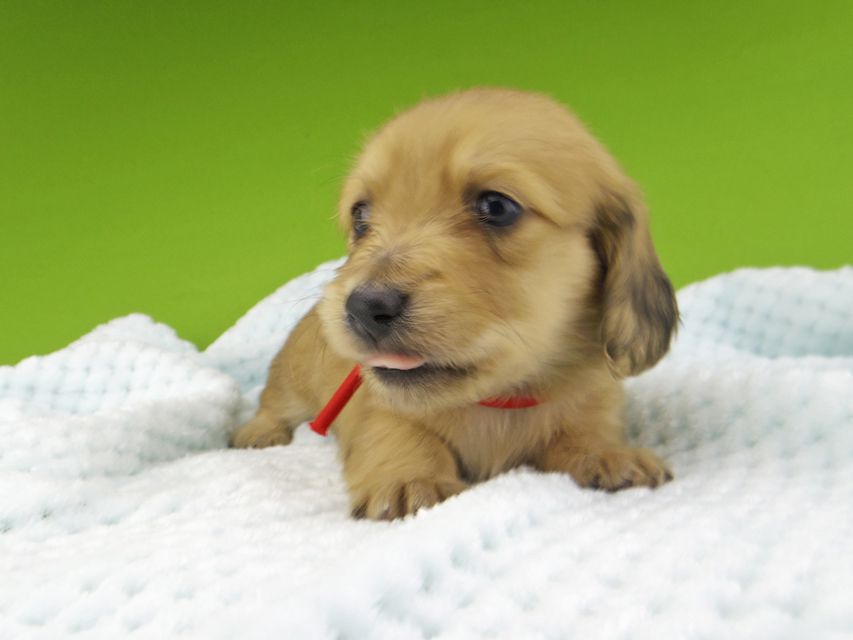 ミニチュアダックスフンド メイプルhp & 竹千代の子犬 イエロー（クリーム） 女の子