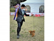 Miniature-Dachshund25