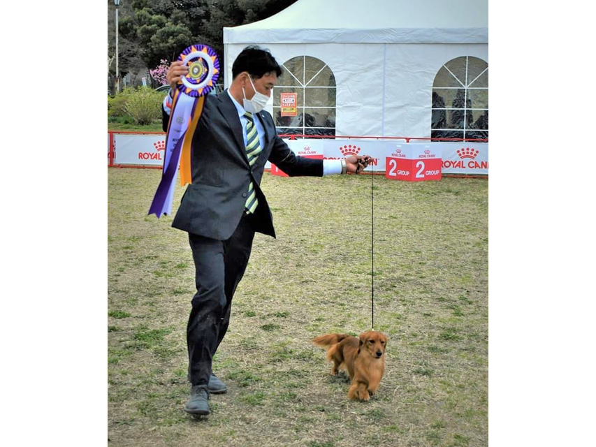 ミニチュアダックスフンド まもる ドッグショー