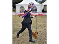 Miniature-Dachshund26