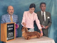 Miniature-Dachshund26