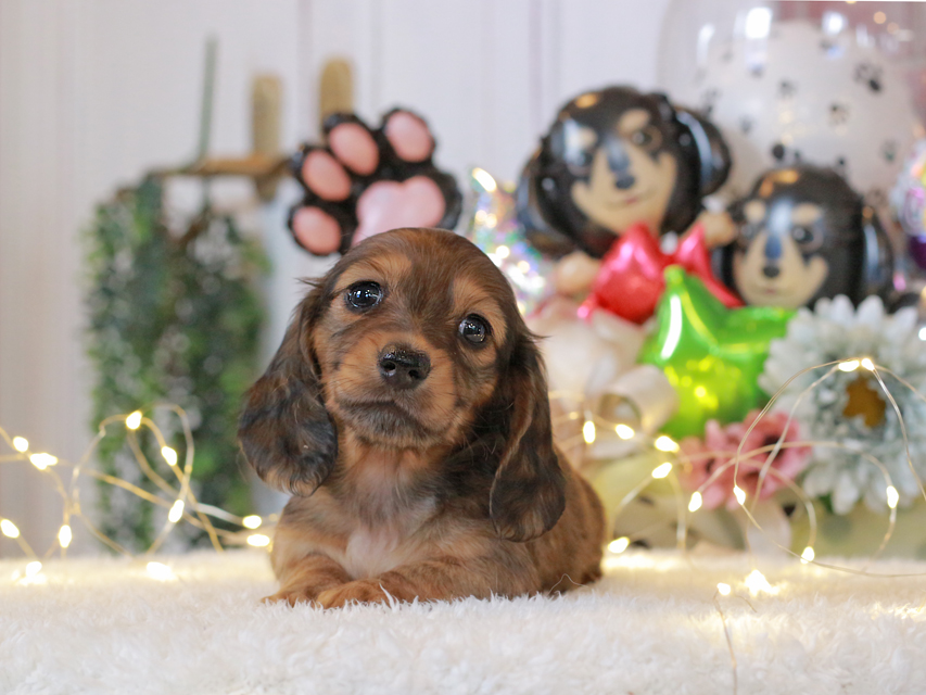 ミニチュアダックスフンド ルーシー & ジムダンデイの子犬 レッド 女の子(3)Miniature-Dachshund28 ミニチュアダックスフンド ルーシー & ジムダンデイの子犬 レッド 女の子(3)