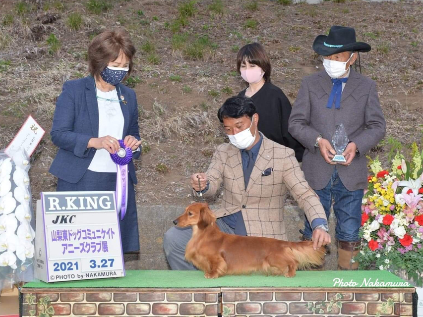 【ドッグショー】ミニチュアダックスフンド まも〜る リザーブキング