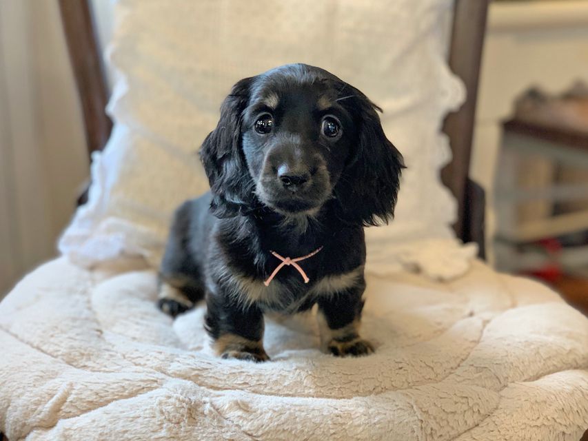 ミニチュア ダックスフンド ターシャ & ブルースの子犬 ブラックタン 女の子