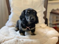 Miniature-Dachshund3048 Miniature-Dachshund3048