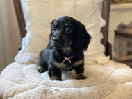 Miniature-Dachshund3052