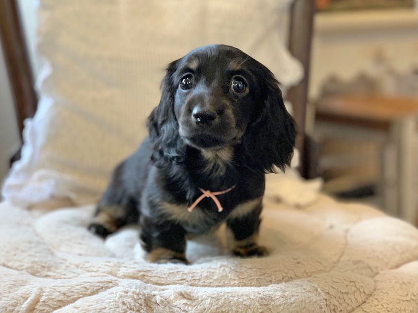 ミニチュア ダックスフンド ターシャ & ブルースの子犬 ブラックタン 女の子