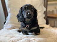 Miniature-Dachshund3058