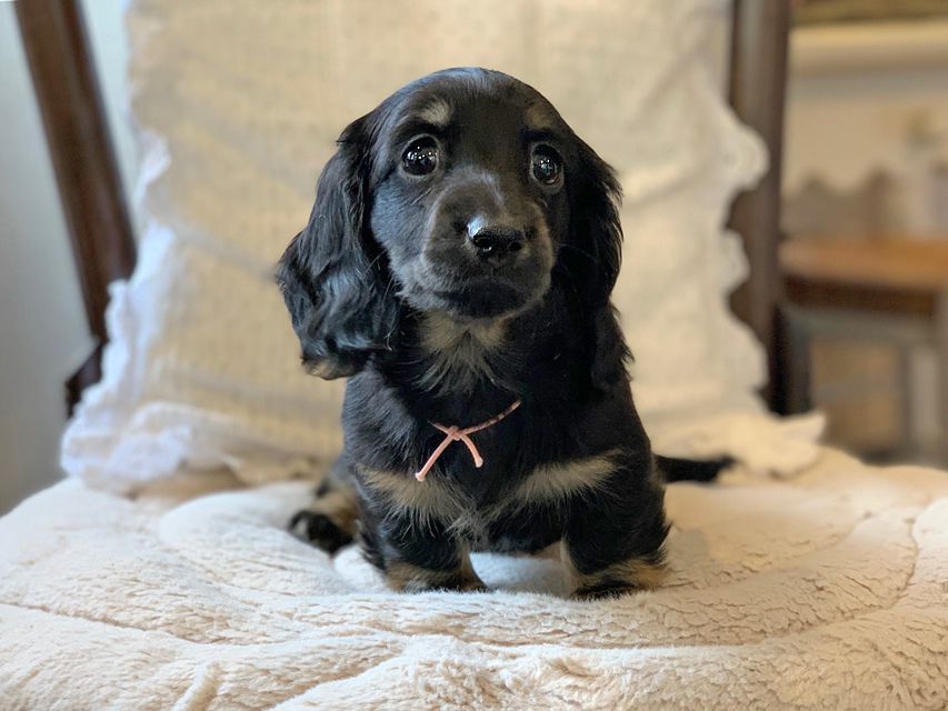 ミニチュア ダックスフンド ターシャ & ブルースの子犬 ブラックタン 女の子