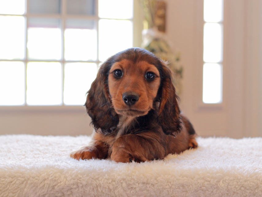 ミニチュア ダックスフンド ジャジー & まもるCHの子犬 レッド 男の子（2）