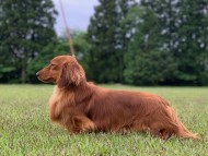 Miniature-Dachshund3191