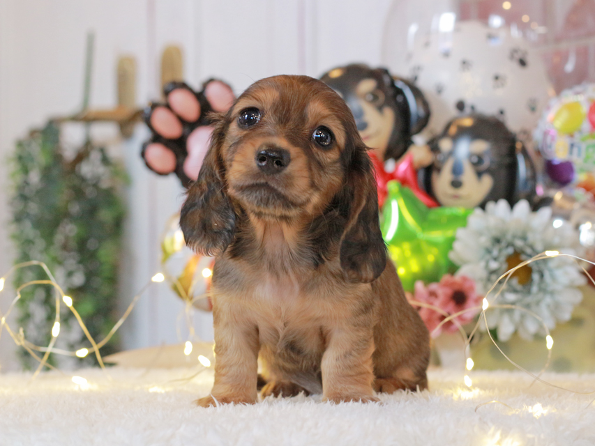 ミニチュアダックスフンド ルーシー & ジムダンデイの子犬 レッド 女の子(3)Miniature-Dachshund32 ミニチュアダックスフンド ルーシー & ジムダンデイの子犬 レッド 女の子(3)