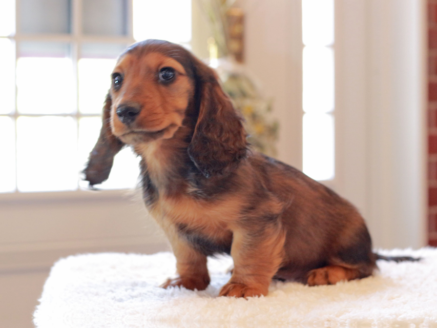 ミニチュア ダックスフンド ジャジー & まもるCHの子犬 レッド 男の子（2）