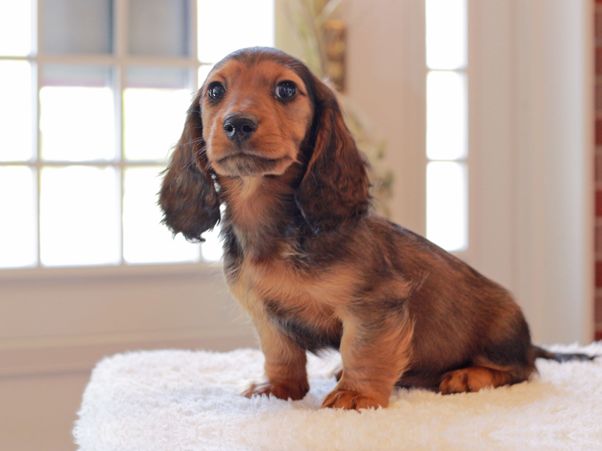 ミニチュア ダックスフンド ジャジー & まもるCHの子犬 レッド 男の子（2）