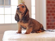 Miniature-Dachshund329
