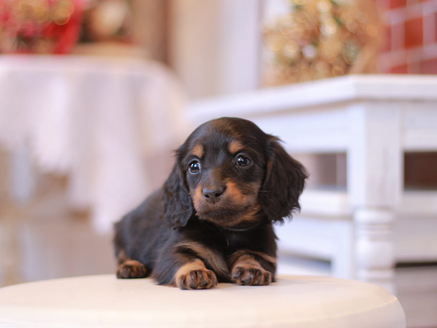 ミニチュアダックス ダックスフンド ミスト&デンゼルの子犬 ブラタン 男の子