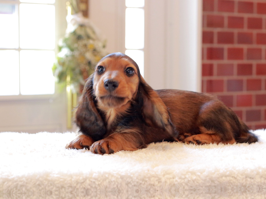 ミニチュア ダックスフンド ジャジー & まもるCHの子犬 レッド 男の子（2）