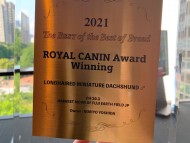 Miniature-Dachshund3333