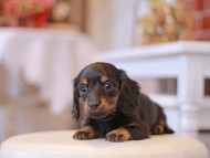 Miniature-Dachshund343