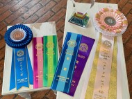 Miniature-Dachshund3434 Miniature-Dachshund3434