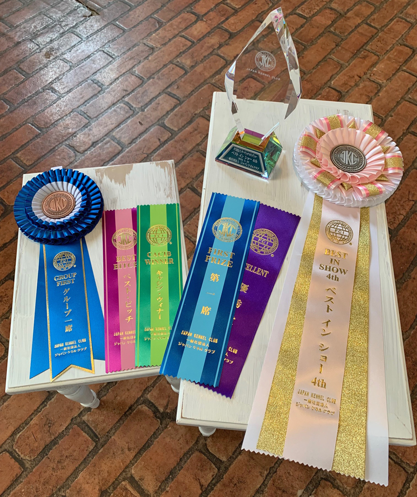 ミニチュア ダックスフンド 【ドッグショー】ルーシー　Best In Show 4th