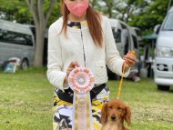 Miniature-Dachshund3438