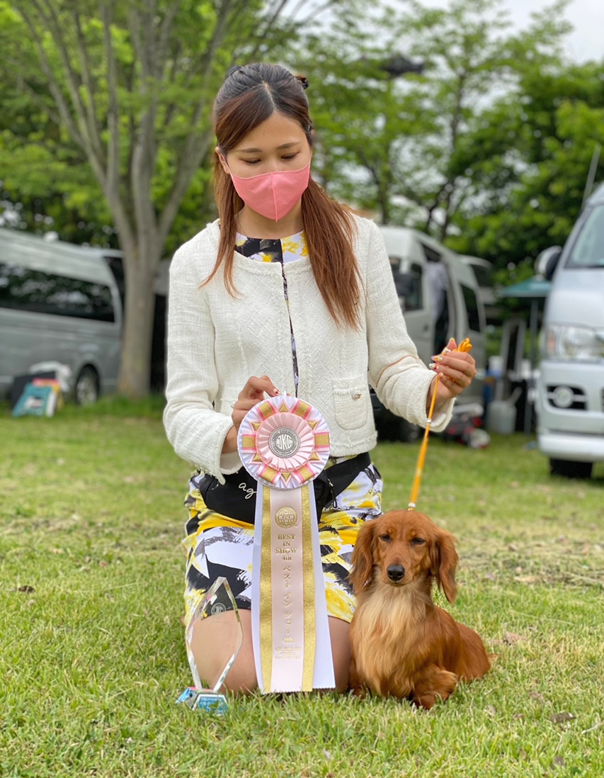 ミニチュア ダックスフンド 【ドッグショー】ルーシー　Best In Show 4th