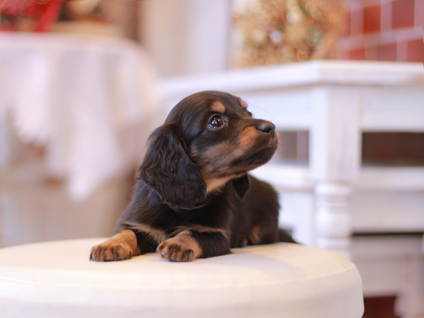 ミニチュアダックス ダックスフンド ミスト&デンゼルの子犬 ブラタン 男の子