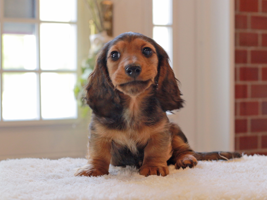 ミニチュア ダックスフンド ジャジー & まもるCHの子犬 レッド 男の子（2）