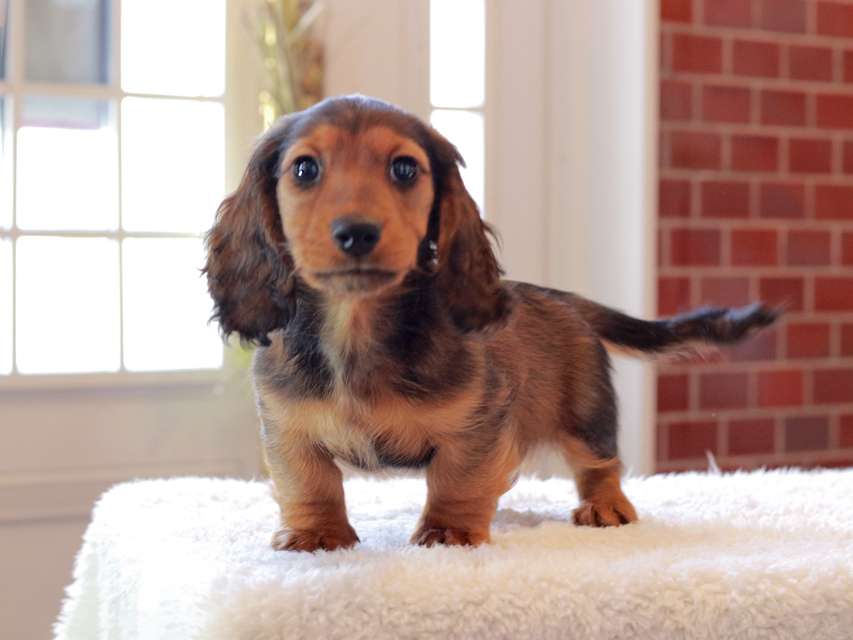 ミニチュア ダックスフンド ジャジー & まもるCHの子犬 レッド 男の子（2）