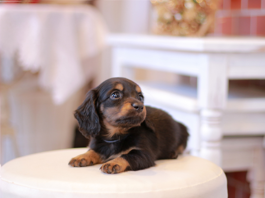 ミニチュアダックス ダックスフンド ミスト&デンゼルの子犬 ブラタン 男の子