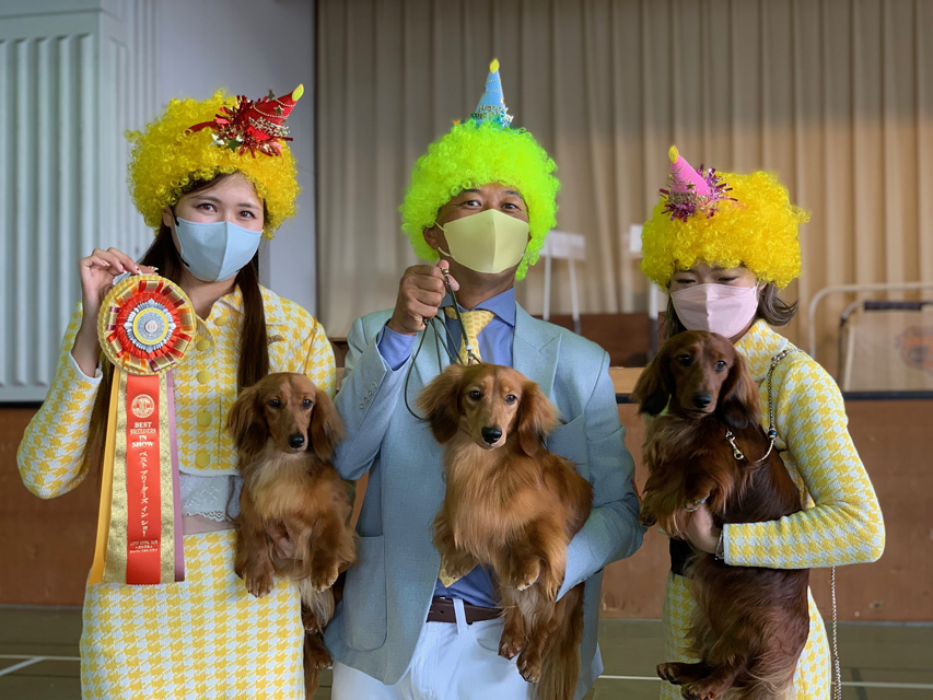 【ドッグショー】タンポポズMiniature-Dachshund3664 【ドッグショー】タンポポズ