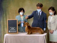 Miniature-Dachshund3703