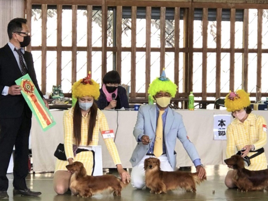 【ドッグショー】タンポポズMiniature-Dachshund3718 【ドッグショー】タンポポズ