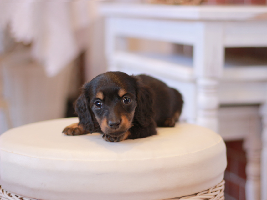 ミニチュアダックス ダックスフンド ミスト&デンゼルの子犬 ブラタン 男の子