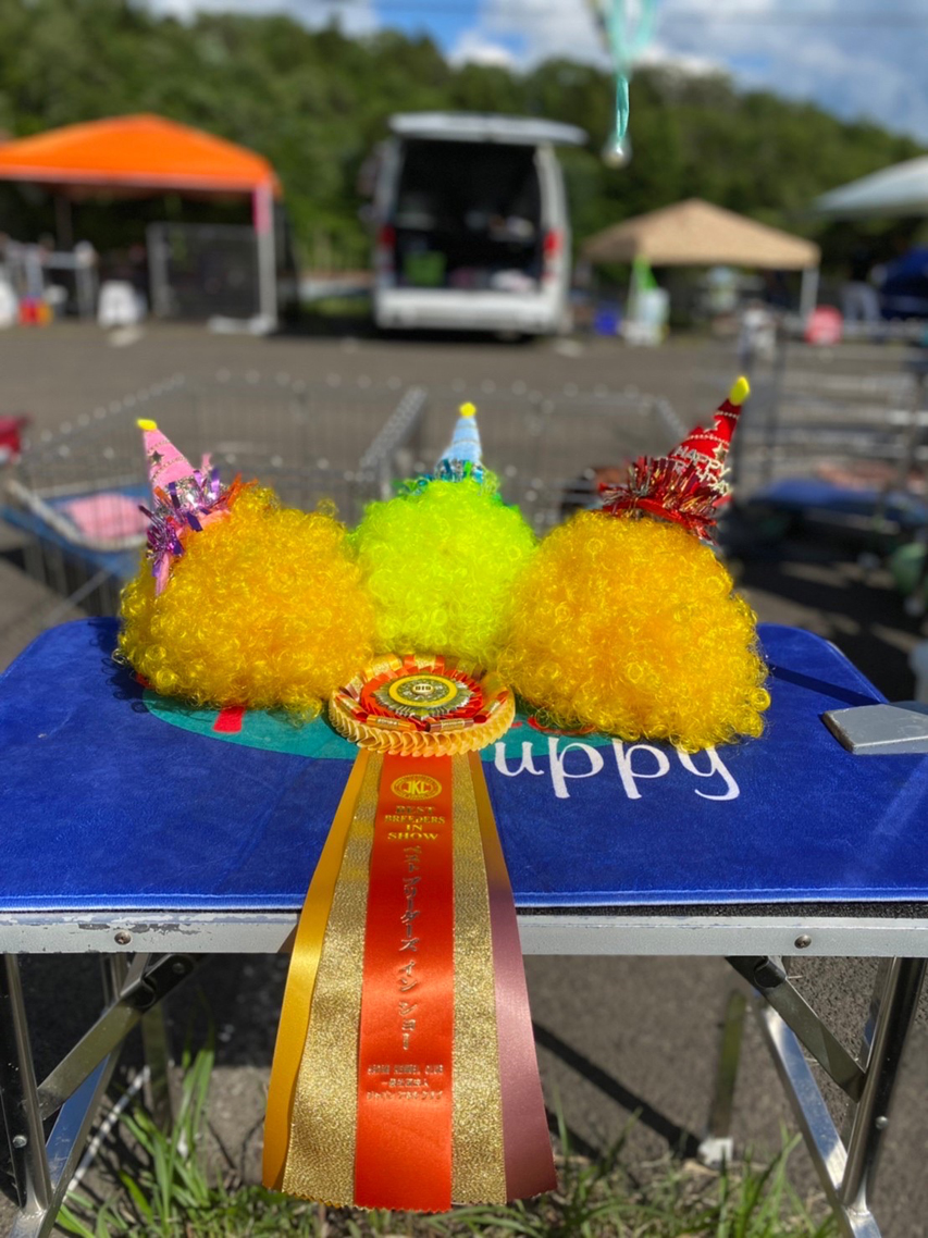 【ドッグショー】タンポポズMiniature-Dachshund3722 【ドッグショー】タンポポズ