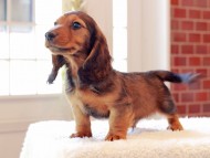 Miniature-Dachshund374