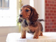 Miniature-Dachshund378