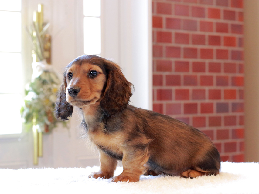 ミニチュア ダックスフンド ジャジー & まもるCHの子犬 レッド 男の子（2）